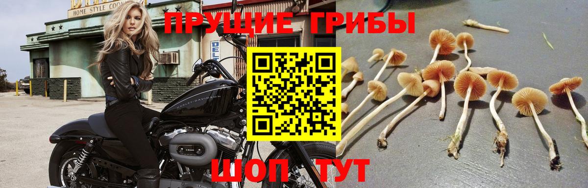 Псилоцибиновые грибы Psilocybe  Вход с VPN  Улан-Удэ 